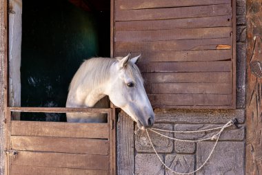 Güzel beyaz bir at, elle yontulmuş taş duvarlarla çerçevelenmiş, kırsal ahşap ahırından dışarı sarkmış. Çevre dostu hayvan çiftliği. Yüksek kalite fotoğraf
