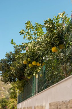 Berrak mavi bir gökyüzünün altında parlak sarı meyvelerle süslenmiş, çitin üzerinde yemyeşil bir narenciye ağacı asılı. Ortam, kıyı bölgelerinin tipik sıcak ve güneşli bir gününü çağrıştırıyor, canlı renkleri artırıyor. Antalya