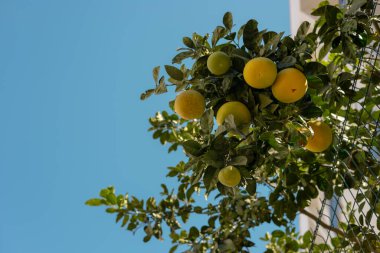 Berrak mavi bir gökyüzünün altında parlak sarı meyvelerle süslenmiş, çitin üzerinde yemyeşil bir narenciye ağacı asılı. Ortam, kıyı bölgelerinin tipik sıcak ve güneşli bir gününü çağrıştırıyor, canlı renkleri artırıyor. Antalya
