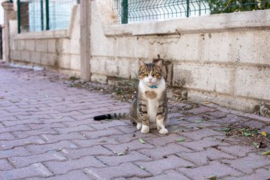 Arka planda bakımlı bir bahçe ile çevrili, bir tekir kedisi kaldırım üzerinde dikiliyor. Güneş ışığı sahneyi aydınlatır, sakin atmosferi güçlendirir. Antalya, Türkiye