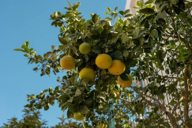 Berrak mavi bir gökyüzünün altında parlak sarı meyvelerle süslenmiş, çitin üzerinde yemyeşil bir narenciye ağacı asılı. Ortam, kıyı bölgelerinin tipik sıcak ve güneşli bir gününü çağrıştırıyor, canlı renkleri artırıyor. Antalya