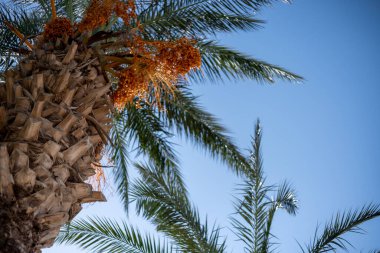 Berrak mavi gökyüzüne uzanan yemyeşil palmiye ağaçları parlak turuncu meyve kümeleriyle süslenmiştir. Yaprakların canlı yeşillikleri güneşli arka planla çok güzel tezat oluşturuyor..