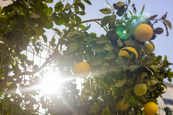 Canlı bir bahçede, bir limon ağacının dalları olgun sarı limonlarla ağırdır, açık mavi gökyüzünün altında güneşlenirler. Bereketli yeşillik sıcak güneş ışığında canlı bir atmosfer yaratır. Antalya, Türkiye