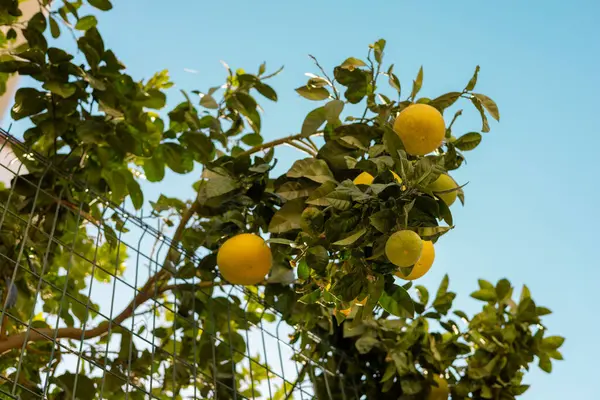 Canlı bir bahçede, bir limon ağacının dalları olgun sarı limonlarla ağırdır, açık mavi gökyüzünün altında güneşlenirler. Bereketli yeşillik sıcak güneş ışığında canlı bir atmosfer yaratır. Antalya, Türkiye