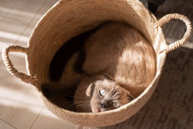 Yumuşak bir kedi, çarpıcı mavi gözlü, dokuma sepetinde rahat bir noktadan zevk alır, huzurlu bir yaşam alanında yumuşak bir öğleden sonra güneş ışığıyla aydınlatılır..