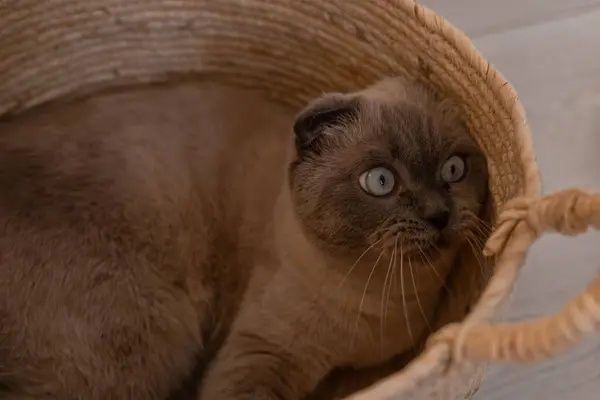 Yumuşak bir kedi, çarpıcı mavi gözlü, dokuma sepetinde rahat bir noktadan zevk alır, huzurlu bir yaşam alanında yumuşak bir öğleden sonra güneş ışığıyla aydınlatılır..