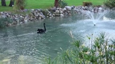 Güzel siyah bir kuğu, etrafında nazik dalgalanmalar oluşturan sakin bir gölette sorunsuzca yüzer. Gölet canlı yeşillikler, kayalar ve bir çeşmeyle çevrili. Huzurlu bir atmosfer yaratıyorlar..