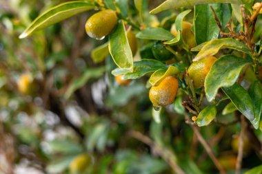 Güneşli bir yaz gününde canlı bir bahçede yeşil yaprakların arasında yeşil ve sarı meyveli kumquat narenciye ağaçlarının yakın çekim görüntüsü..