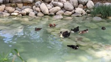 Ördek sürüsü, pürüzsüz kayalar ve yemyeşil yeşilliklerle çevrili sakin bir göletin yanında toplanıyor. Barışçıl atmosfer, doğanın rahatlaması ve takdir edilmesini gerektirir. Vahşi doğadaki hayvanlara yakın.