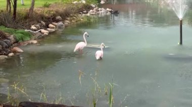İki pembe flamingo, sakin bir gölette, su yüzeyine yansıyan zarifçe dururlar. Çevresindeki bahçe yemyeşil ve taşlardan oluşuyor. Huzurlu bir ortam yaratıyor..
