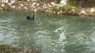 Bir anne siyah kuğu, altı tüylü cygnet 'iyle birlikte sakin bir gölette zarifçe süzülür. Güneş ışıl ışıl parlıyor, dingin suyu ve bereketli çevreyi aydınlatıyor..