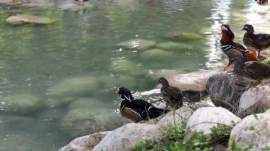 Orman ördekleri göletin etrafındaki sakin ortamın tadını çıkarırken görülüyor. Ördek uçuyor. Temiz su manzaranın ve kayaların doğal güzelliğini yansıtır. Kuşlar vahşi doğada. 