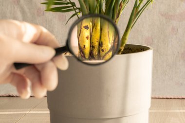 A hand holding a magnifying glass focuses on the base of a green potted plant, highlighting potential issues with its growth. Soft light enhances the details of the scene. clipart