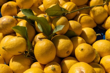 Yeşil yapraklı olgun sarı organik limon yığını açık hava pazarında sergileniyor. Canlı güneş ışığı, meyvelerin tazeliğini ve çekiciliğini vurguluyor. Müşterileri cezbediyor..
