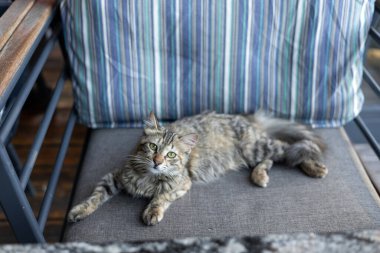 Yeşil gözlü tüylü bir sokak kedisi rahat bir teras sandalyesinde uzanıyor. Evsiz hayvanlar. Öğleden sonra güneş ışığı, kedinin sakin ortamının tadını çıkardığı sıcak bir atmosfer yaratır..