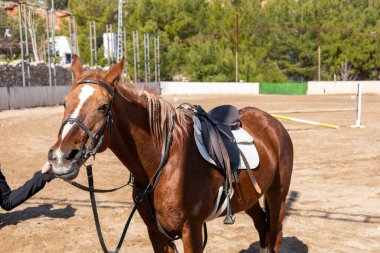 Bir binici, iyi korunmuş bir binicilik arenasında kahverengi bir atın dizginlerini nazikçe tutar. Güneş batarken at sakin ve antrenman için hazır görünüyor..