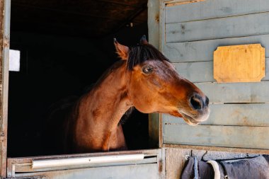 Kahverengi bir at ahırdan dışarı bakar, merakını gösterir. Ahşap tezgahın yan tarafında, kırsal bir çiftliğin tipik bir kırsal atmosferiyle çevrili bir eyer asılı..