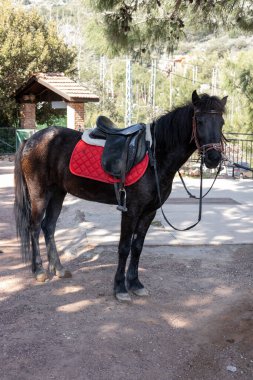 Kırmızı eyerli siyah at ağaçlar ve doğa ile çevrili bir ahırın önünde sakince duruyor. Bölge barışçıl ve davetkar. At binme faaliyetleri için ideal. Türkiye 'nin Antalya kentindeki Eko çiftliği