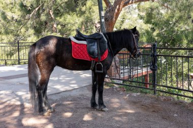 Kırmızı eyerli siyah at ağaçlar ve doğa ile çevrili bir ahırın önünde sakince duruyor. Bölge barışçıl ve davetkar. At binme faaliyetleri için ideal. Türkiye 'nin Antalya kentindeki Eko çiftliği