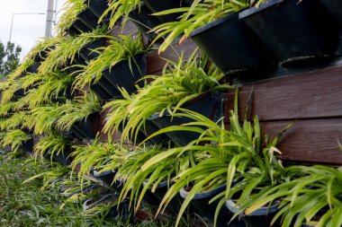 Yeşil bitkilerin canlı bir görüntüsü gün ışığında iyi korunmuş bir bahçe yolu boyunca dikey saksılarda düzenlenir. Yeşillik bahçenin estetik cazibesini arttırıyor..