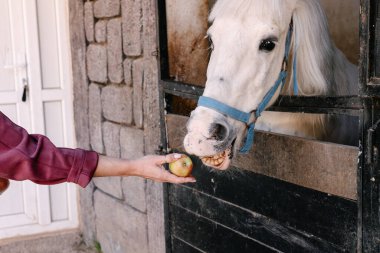 Beyaz bir at garip bir şekilde ahırda duruyor, dişi bir elin sunduğu yeşil bir elmaya uzanıyor. Manzara parlak ve güneşli, eko-çiftlikteki ahırda sıcak bir atmosfer yaratıyor.