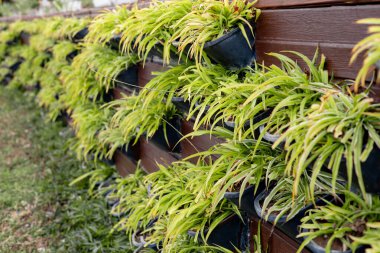 Dikey bir bahçe, açık hava ortamında ahşap bir duvara monte edilmiş saksılarda çeşitli yeşil bitkiler sergiliyor. Bereketli yeşillik canlı ve davetkar bir atmosfer yaratır..