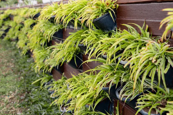 Dikey bir bahçe, açık hava ortamında ahşap bir duvara monte edilmiş saksılarda çeşitli yeşil bitkiler sergiliyor. Bereketli yeşillik canlı ve davetkar bir atmosfer yaratır..