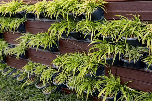 Dikey bir bahçe, ahşap bir duvarda düzgünce yerleştirilmiş büyüyen yeşil bitkilerle dolu çeşitli saksıları sergiler. Kurulum açık havada davetkar ve doğal bir atmosfer yaratıyor..