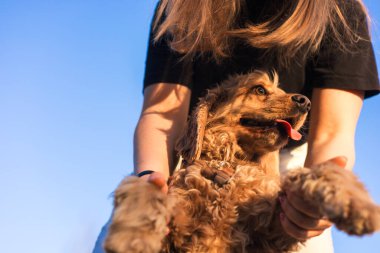Bir kadın, cocker spaniel köpeğine sevinçle sarılır. Köpek coşkuyla yüzünü yalıyor, parlak mavi gökyüzünün arka planında, güçlü bağlarını gösteriyor..