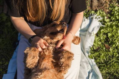  Neşeli cocker spaniel köpeğinin portresi sırt üstü döner ve sahibinin parkta sevgiyle beslediği güneşin tadını çıkarır. Bu sıcak bağ, derin sevgilerini ve açık havada huzurlu bir ortama olan güvenlerini gösteriyor..