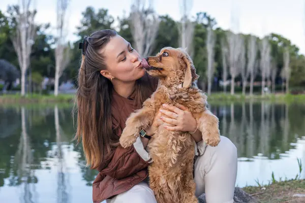 Sevgi dolu bir sahip, güneşli bir parktaki bir kayanın üzerinde oturur ve cocker spaniel 'iyle neşeyle etkileşime geçer. Altın saat, doğanın ortasındaki bağlarını güçlendiren sıcak bir parıltı saçar..
