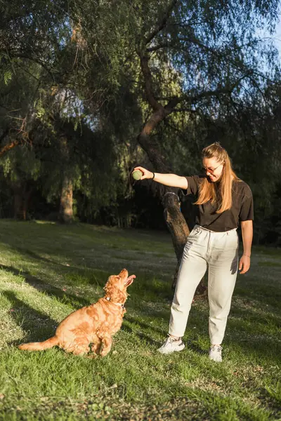 Parlak yeşil bir parkta duran bir kadın cocker spaniel köpeğiyle meşgul oluyor. Köpek hevesle oturup güçlü bağlarını ve neşeli atmosferini gösterirken o oyuncağı tutuyor..