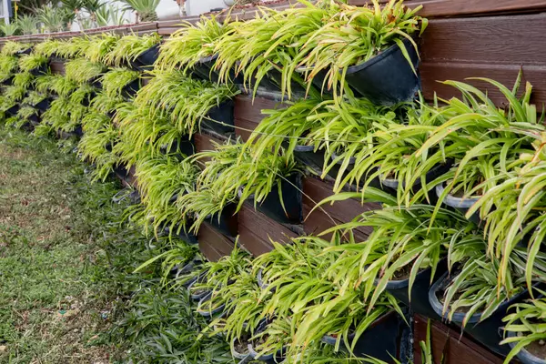 Dikey bir bahçe, açık hava ortamında ahşap bir duvara monte edilmiş saksılarda çeşitli yeşil bitkiler sergiliyor. Bereketli yeşillik canlı ve davetkar bir atmosfer yaratır..