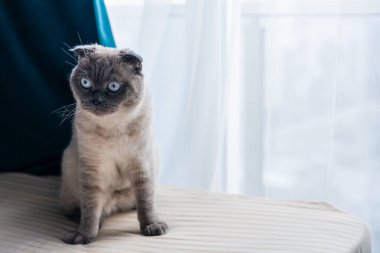 Yumuşak, gri bir kedi, çarpıcı mavi gözlü, sıcak bir yüzey üzerinde uzanır, ilginç bir şekilde dışarıdaki dünyayı parlak bir pencereden izler. Güneş ışığı içeri süzülür ve sakin bir atmosfer yaratır..