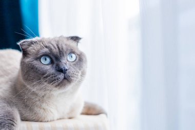 Yumuşak, gri bir kedi, çarpıcı mavi gözlü, sıcak bir yüzey üzerinde uzanır, ilginç bir şekilde dışarıdaki dünyayı parlak bir pencereden izler. Güneş ışığı içeri süzülür ve sakin bir atmosfer yaratır..