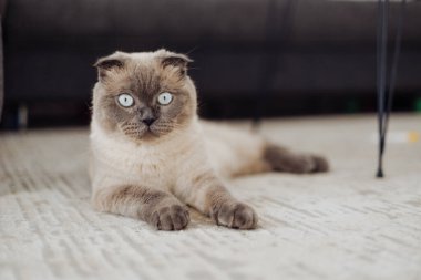 Mavi gözlü tüylü bir İskoç kedisi ev ortamında hafif bir halının üzerinde rahatça dinlenir..