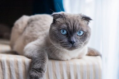 Mavi gözlü tüylü bir İskoç kedisi pencerenin yanındaki yumuşak bir kumaşın üzerinde rahatlar. Güneş ışığı, kedinin çevreye tuhaf bir şekilde bakması gibi huzurlu bir atmosfer yaratıyor..