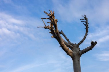 İskelet ağacı yukarıya uzanan dallarla tek başına duruyor. Bulutlu gökyüzü, ıssız bir çevreye karşı ağacın katılığını vurgulayan bir zemin görevi görüyor. Mevsimlik ağaç budama