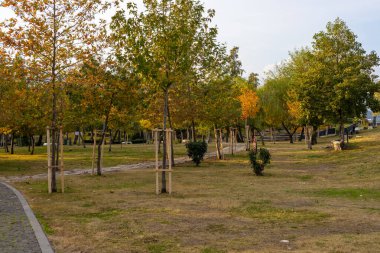 Sonbahar yaprakları huzurlu bir parkta canlı bir manzara yaratır. Ağaçların arasında daha dolambaçlı yollar, öğleden sonra saatlerinde sakin bir gökyüzünün altında sarı ve turuncu renkler sergiliyor..