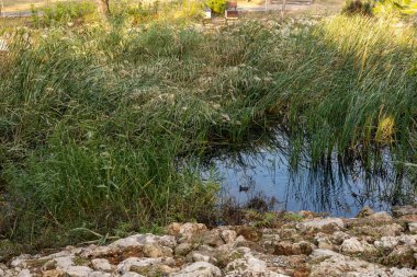 Sakin bir gölet yoğun yeşillik ve kayaların arasında yuva yapar. Uzun otlar, öğleden sonra sakin ve sıcak güneş ışığını yansıtan suyu çerçeveler. Barışçıl bir atmosfer hakim.