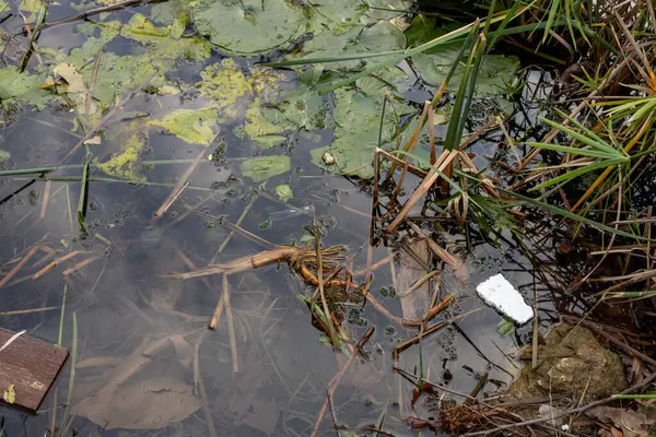 Kirlenmiş bir su cesedinin yüzeyinde, sulak bir alanda sulak bitki ve kamışlarla çevrili enkaz ve çöpler yüzer. Sahne çevresel bozulma ve kirliliği yansıtıyor.