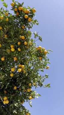Açık mavi gökyüzüne karşı olgun portakallarla dolu canlı bir portakal ağacı. Ağaç yemyeşil ve yemyeşil, meyvelerin parlak rengini sergiliyor..