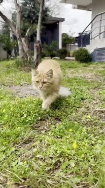Yumuşak turuncu bir kedi yeşil bir bahçede yürüyor. Kedinin parlak gözleri ve çimenler ve küçük bitkilerle çevrili neşeli bir tavrı var..