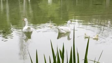 İki beyaz ördek ve iki ördek yavrusu yeşil sazlıklarla çevrili sakin bir gölette yüzüyorlar. Su arka plandaki ağaçları yansıtır..