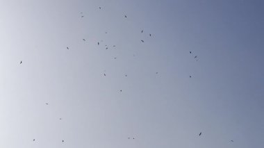 Bir kuş sürüsü zarif bir şekilde, öğleden sonra boyunca tüylü beyaz bulutlarla dolu mavi bir gökyüzünde uçar..