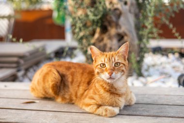 Evcil turuncu bir tekir kedi güneşli bir açık hava ortamında ahşap bir masanın üzerinde uzanır. Arka planda yeşillik ve rahat bir atmosfer yaratan bir ağaç var..