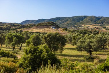 Türkiye 'de yemyeşil bir manzarada zeytin ağaçlarının manzarası. Yuvarlanan tepeler ve berrak mavi bir gökyüzü Sakin bir atmosfer yaratır.