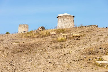 İki taş yapı ve üç koyunun açık mavi gökyüzünün altında otladığı kuru bir arazi..