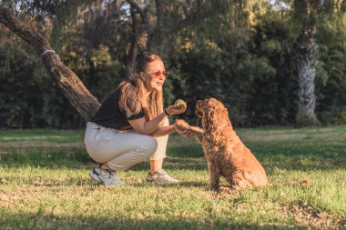 Uzun kahverengi saçlı genç bir kadın çimenlerin üzerinde diz çöküp kahverengi bir cocker spaniel ile oynuyor. Köpek güneşli bir park ortamında özenli ve mutlu görünüyor..