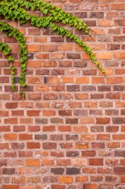 Yeşil sarmaşıkla kaplı desenli tuğla bir duvar. Tuğlalar kırmızı ve kahverengi tonların karışımı, kırsal bir görünüm yaratıyor..